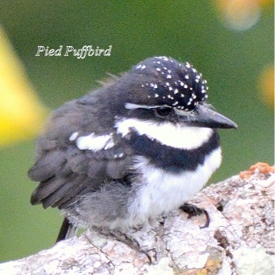 Pied Puffbird